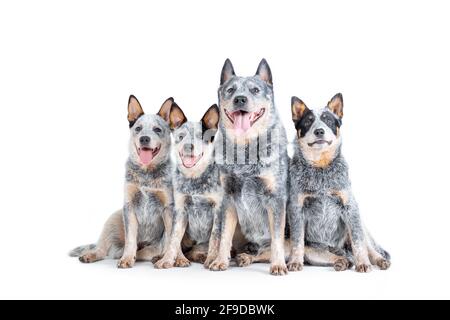 Felice adulto heeler blu o cane di bestiame australiano con cuccioli seduta isolata su sfondo bianco Foto Stock