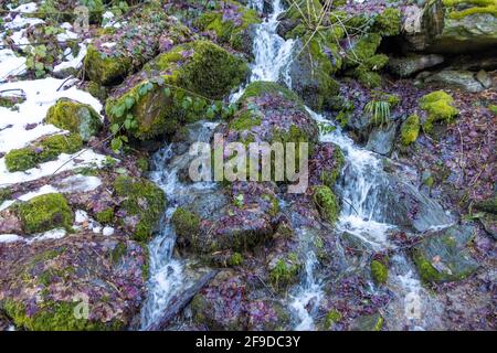 Una piccola cascata di fiume nella foresta Foto Stock