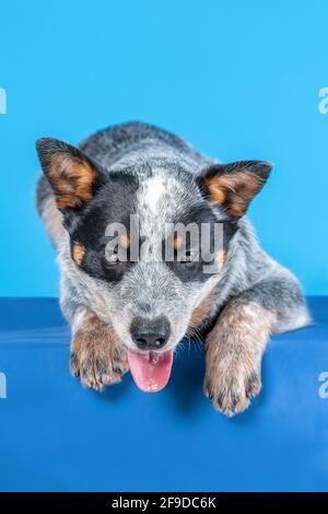 Piccolo cucciolo di guaritore blu o cane australiano che sta mentendo giù su sfondo blu con lingua fuori Foto Stock