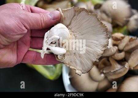 funghi di ostrica freschi, funghi di ostrica ad alto valore nutrizionale, Foto Stock