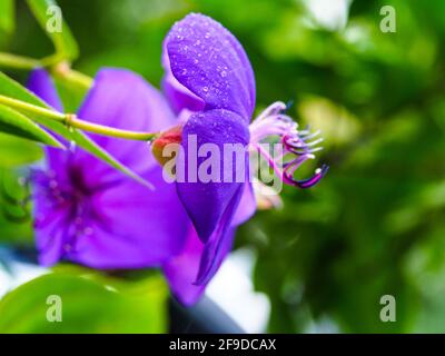 Primo piano dei grandi petali viola di un fiore di Tibouchina coperto di gocce di pioggia Foto Stock