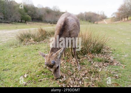 Allow cervi Godetevi il sole e caldo clima primaverile pascolo nel parco nazionale, Knole, Kent Foto Stock