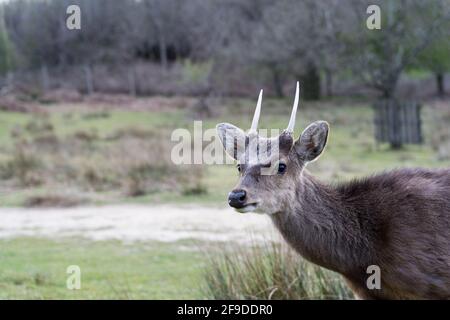 Allow cervi Godetevi il sole e caldo clima primaverile pascolo nel parco nazionale, Knole, Kent Foto Stock