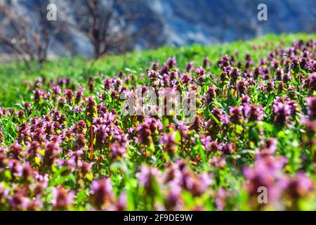 Fiori selvatici colorati che crescono sul prato . Fioritura primaverile Foto Stock