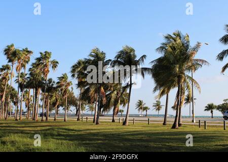 Bella giornata di sole a Key Biscayne, Florida. Grandi palme con sfondo oceano e barche. Foto Stock