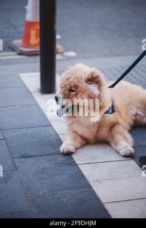 Soho, Londra | UK - 2021.04.16: Un bel cane giace sul marciapiede. Putrella ben curata con lana ben curata Foto Stock