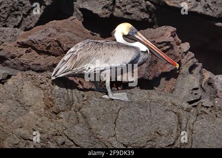 Pellicano bruno (Pelecanus occidentalis) a Punta Morena, Isola di Isabela, Galapagos, Ecuador Foto Stock