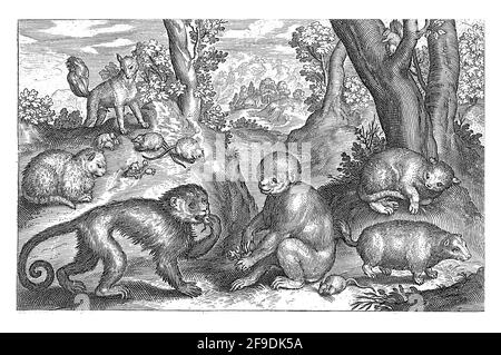 Scimmie, gatti e topi, Nicolaes de Bruyn, 1594 Foto Stock