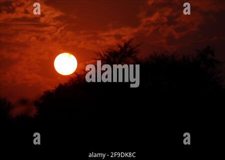 Un primo piano del sole tramonta con luce e luce dietro gli alberi selvaggi. Concetto alla luce che entra nelle tenebre Foto Stock