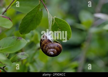 Piccola lumaca a fasce o unghie da giardino a labbro bianco o lumaca da giardino - Cepaea - in estate sulla foglia di un cespuglio, Baviera, Germania Foto Stock