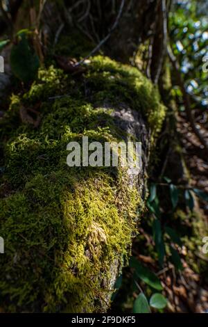 muschio illuminato dal sole che cresce sulle radici esposte di un albero Foto Stock