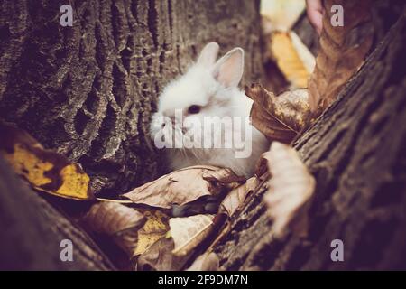 Un simpatico coniglietto bianco poggiato su un tronco d'albero con foglie secche nella foresta Foto Stock