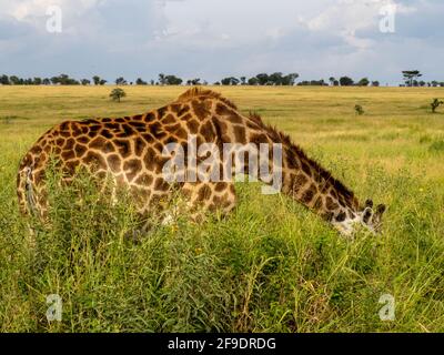 Parco Nazionale Serengeti, Tanzania, Africa - 29 febbraio 2020: Giraffe che pascolano lungo la savana Foto Stock