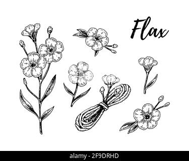 Set di fiori di lino, rami ed elementi tessili di lino disegnati a mano. Illustrazione vettoriale in stile di schizzo per semi di lino e confezionamento di olio Illustrazione Vettoriale