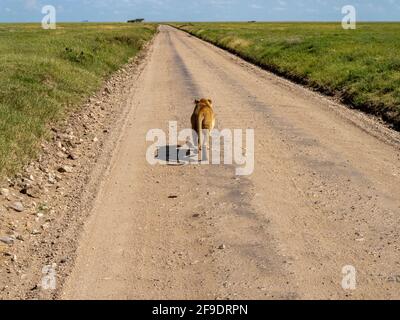 Parco Nazionale di Serengeti, Tanzania, Africa - 1 marzo 2020: Leonessa che cammina lungo la strada del Parco Nazionale di Serengeti Foto Stock