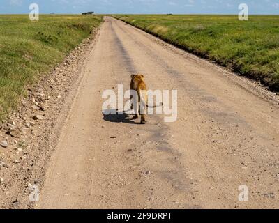 Parco Nazionale di Serengeti, Tanzania, Africa - 1 marzo 2020: Leonessa che cammina lungo la strada del Parco Nazionale di Serengeti Foto Stock