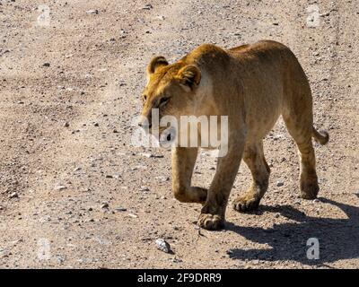 Parco Nazionale di Serengeti, Tanzania, Africa - 1 marzo 2020: Leonessa che cammina lungo la strada del Parco Nazionale di Serengeti Foto Stock