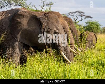 Serengeti National Park, Tanzania, Africa - 1 marzo 2020: Elefanti che mangiano la colazione in erba alta Foto Stock