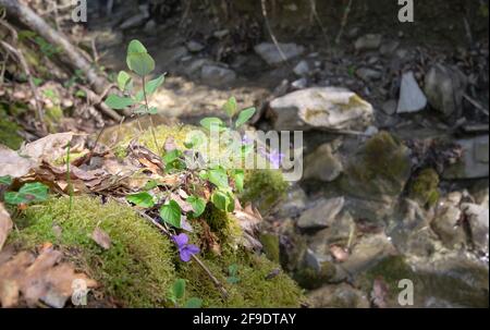 Fiori violacei, Viola odorata, sul muschio sul bordo di un ruscello Foto Stock
