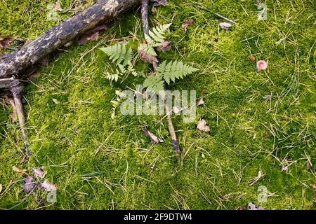 Sfondo naturale con muschio verde brillante e aghi di pino secco Foto Stock