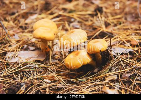 Funghi gialli nella foresta autunnale. Hypholoma fasciculare (ciuffo di zolfo, ciuffo di zolfo o boschivo a grappolo). Foto Stock