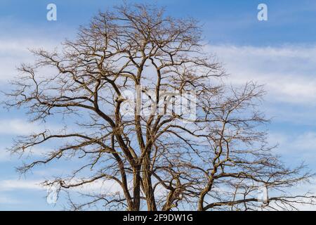 Rami di albero isolati sul cielo blu con nuvole nel parco, stagione di primavera. White Rock, BC, Canada-Marzo 15,2021. Foto di viaggio, foto di strada, Foto Stock