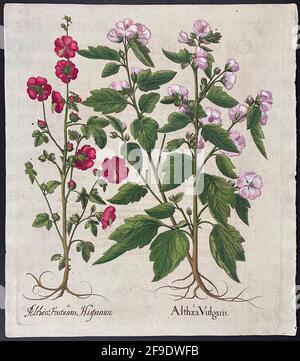 Musk Mallow; Althaea Fruticans e Althaea vulgaris – Arte di Basilius Besler (1561–1629). Foto Stock