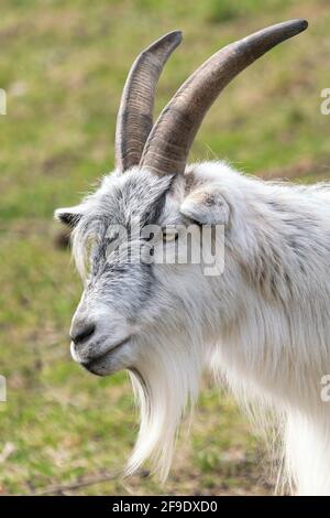 Goat Landrace Jamtgoat allo zoo di Slotsskogen che conserva animali tradizionali Foto Stock