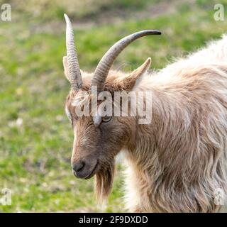 Goat Landrace Jamtgoat allo zoo di Slotsskogen che conserva animali tradizionali Foto Stock