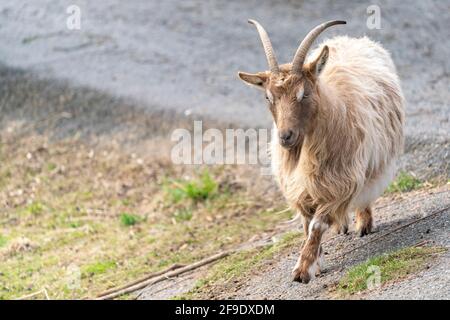 Goat Landrace Jamtgoat allo zoo di Slotsskogen che conserva animali tradizionali Foto Stock