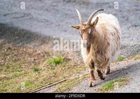 Goat Landrace Jamtgoat allo zoo di Slotsskogen che conserva animali tradizionali Foto Stock