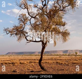 Cespuglio caustico (Grevillea piramidalis), savana, Kimberley, Australia occidentale Foto Stock