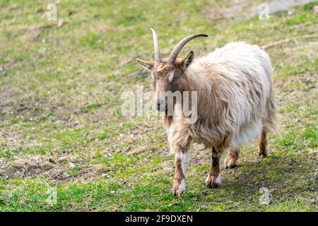 Goat Landrace Jamtgoat allo zoo di Slotsskogen che conserva animali tradizionali Foto Stock