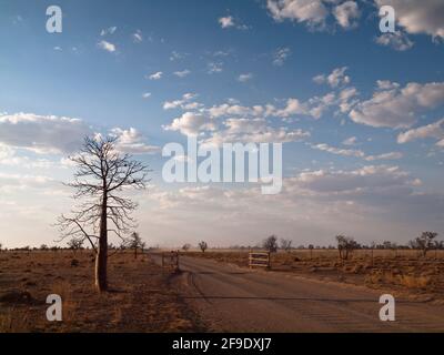 Boab (Adansonia gregorii) e savana da Tablelands Road in direzione di Mornington, Kimberley, Australia Occidentale Foto Stock