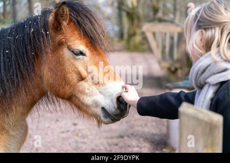 Gotland pony horse è una vecchia razza di pony svedese. Foto Stock