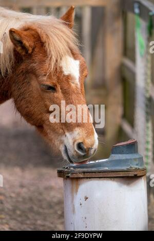 Gotland russ o Gotland Pony Horse è una vecchia razza di pony svedese. Foto Stock