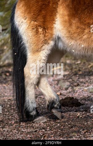 Gotland russ o Gotland Pony Horse è una vecchia razza di pony svedese. Foto Stock