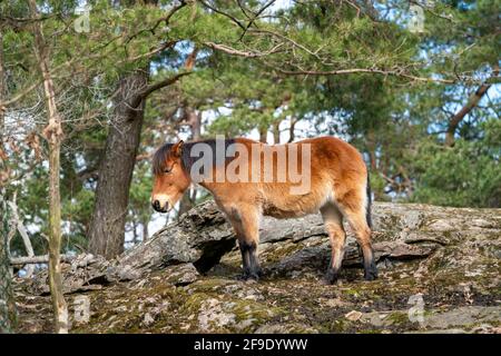 Gotland russ o Gotland Pony Horse è una vecchia razza di pony svedese. Foto Stock