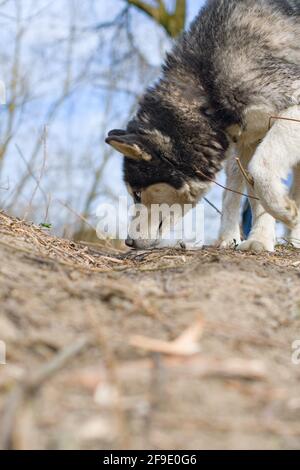 Husky siberiano (lupo) passeggiate nella pineta primaverile Foto Stock