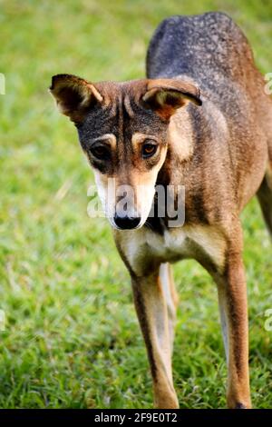 Un cane nero Foto Stock