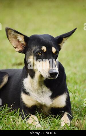 Un cane nero Foto Stock