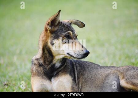 Un cane nero Foto Stock