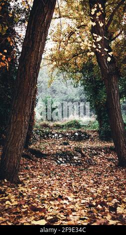 Uno stretto sentiero forestale pieno di foglie secche d'autunno una giornata fredda e cupa Foto Stock