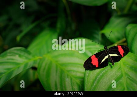 Farfalla Heliconius melpomene, in habitat naturale. Insetto bello dal Costa Rica nella foresta verde. Farfalla seduta sul fiore rosso di Panama. Foto Stock