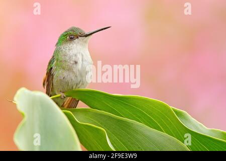 Hummingbird seduto sul congedo verde con sfondo rosa. Fauna selvatica del Costa Rica. Foto Stock