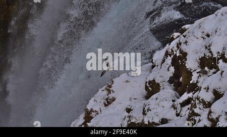 Vista in primo piano della cima della famosa cascata Skógafoss con uccello fulmar settentrionale (fulmarus glacialis) che cade in inverno con neve. Foto Stock