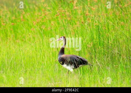 Oca con alata a sperone, Plettropterus Gambensis, grande uccello africano nero con becco rosso seduto in erba verde d'acqua. Scena della fauna selvatica dalla natura. Animale in t Foto Stock