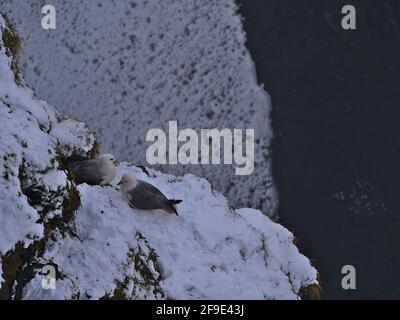 Vista ad alto angolo di due uccelli fulmar settentrionali (fulmarus glacialis) seduti sul pendio innevato della cascata Skógafoss nell'Islanda meridionale in inverno. Foto Stock