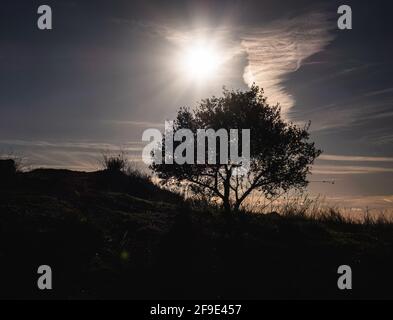 La silhouette di un albero sulla cima di una collina catturato sotto il sole che brucia Foto Stock