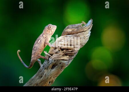 Furcifer verrucosus, chameleon verdoso e spinoso seduto sul ramo nell'habitat della foresta. Esotico bellissimo rettile verde endemico con coda lunga da Madaga Foto Stock